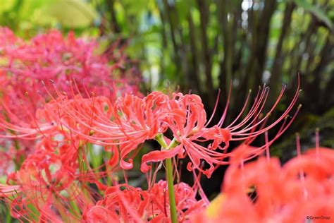 彼岸花開花|彼岸花（ヒガンバナ）とは ＜花言葉・由来・開花時期などを紹。